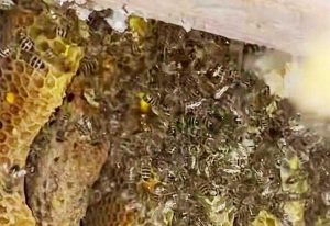 Nepi - Alveare con oltre 100 mila api nell'intercapedine di una casa