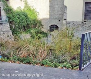 Viterbo - Erbacce nel centro storico