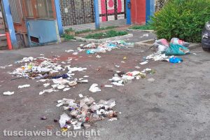 Viterbo - Il passaggio dei cinghiali in via Genova