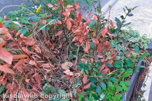 Viterbo - Incuria nelle fioriere di viale Marconi