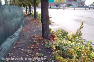 Viterbo - Incuria lungo il marciapiedi della Tangenziale ovest