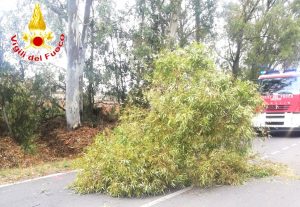 Civitavecchia - L'albero che ha colpito la motocilista