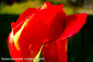 Rose e dalie in fioritura