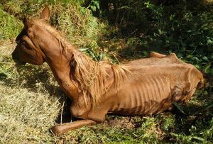 Un cavallo malnutrito
