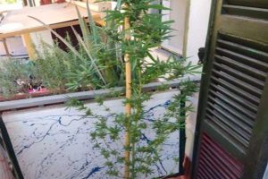 Faleria - La marijuana sequestrata