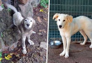 Il cagnolino trovato in pessime condizioni a Blera e salvato dai volontari Oipa