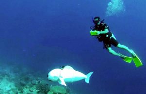 Zurigo - Belle, il pesce robot