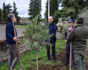 Acquapendente - Piantani nuovi ulivi per la festa dell'albero