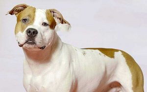 American Staffordshire Terrier o Pitbull Amstaff - Foto di repertorio