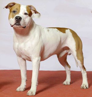 American Staffordshire Terrier o Pitbull Amstaff - Foto di repertorio