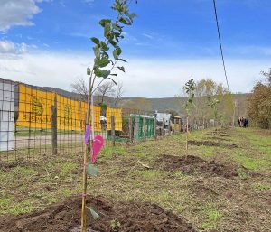 Lago di Vico - Albero in memoria i Giulia Cecchettin