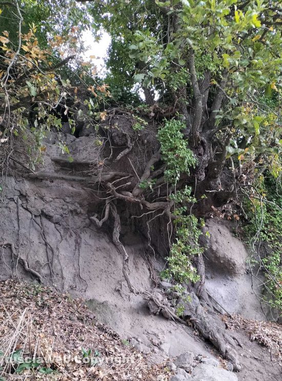 L'albero sulla strada fra Tobia e Viterbo