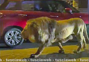 Il leone per le vie di Ladispoli