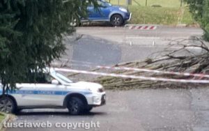 Capranica - Albero cade in via Walter Tobagi