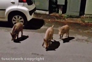Viterbo - Cinghiali in via De Gasperi