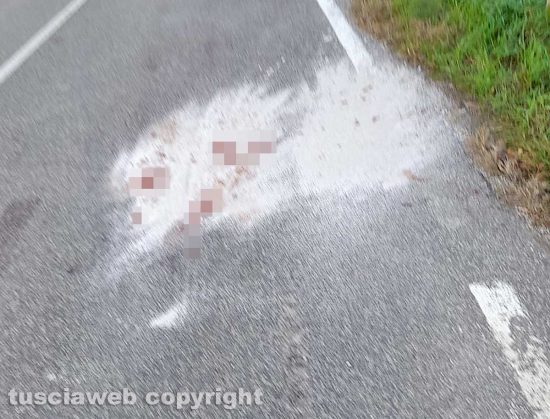 Vetralla - Lupo morto sull'Aurelia bis