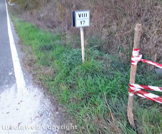 Vetralla - Lupo morto sull'Aurelia bis