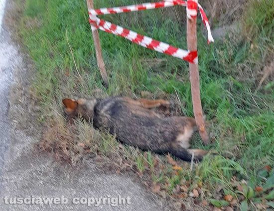 Vetralla - Lupo morto sull'Aurelia bis