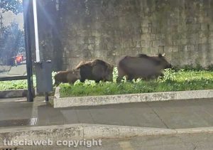 Cinghiali in viale Raniero Capocci