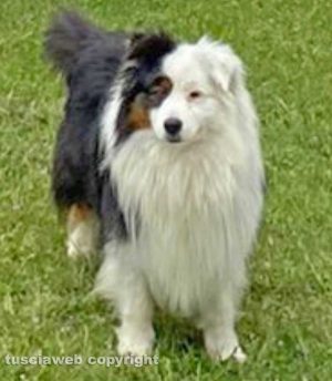Il cane Birillo