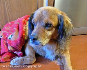 Viterbo - Cagnolino ritrovato in zona Belcolle