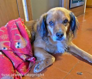 Viterbo - Cagnolino ritrovato in zona Belcolle