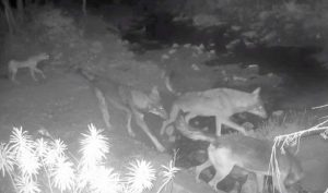 Santa Marinella - I lupi ripresi dalla fototrappola