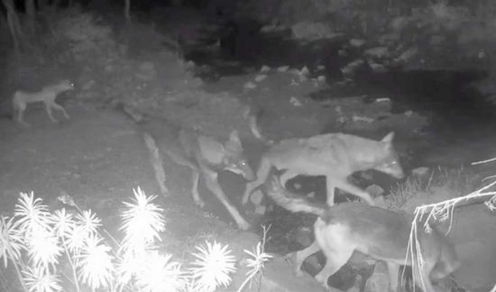 Santa Marinella - I lupi ripresi dalla fototrappola