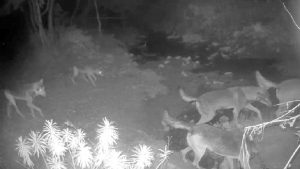 Santa Marinella - I lupi nella campagna