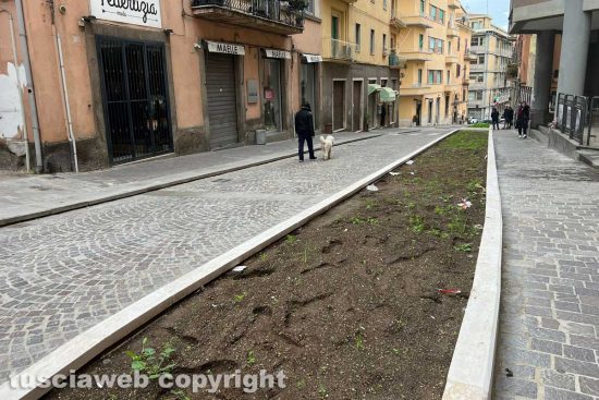 Viterbo - Via Matteotti - Alberi e monnezza al posto dei parcheggi