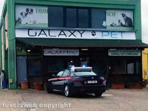 Viterbo - Colpo al Galaxy pet