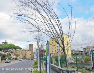 Viterbo - Gli alberi in zona Porta Romana