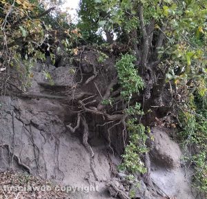 L'albero sulla strada fra Tobia e Viterbo