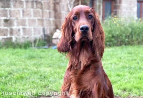 Il cane Eden