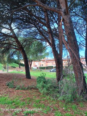 Viterbo - Rami caduti al parco della Quercia