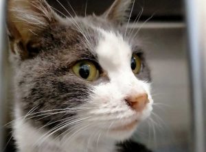 Viterbo - La gattina Giovy