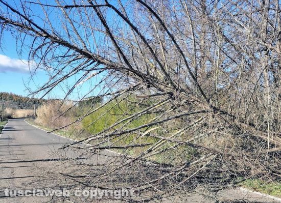 Montefiascone - L'albero caduto in via Del Lago