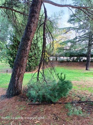 Viterbo - Rami caduti al parco della Quercia