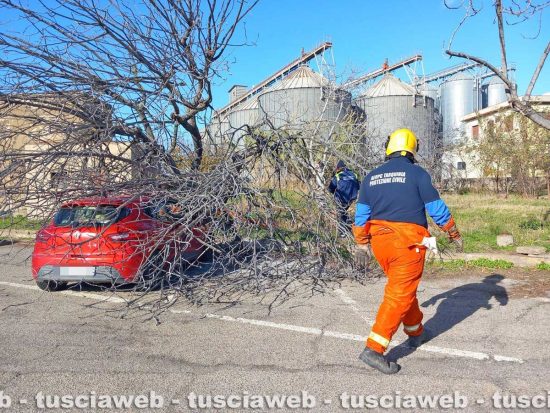 Tarquinia - Albero cade su auto parcheggiata