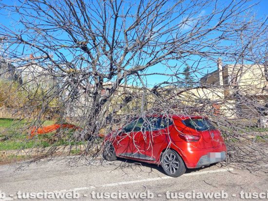 Tarquinia - Albero cade su auto parcheggiata