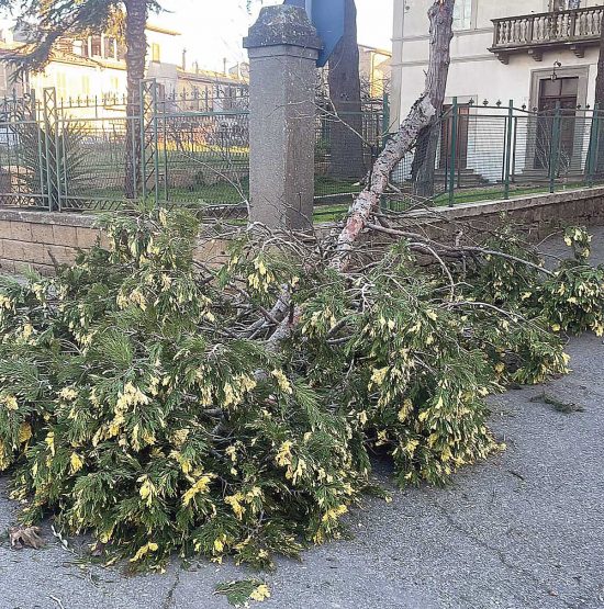 Cellere - Albero caduto per il forte vento