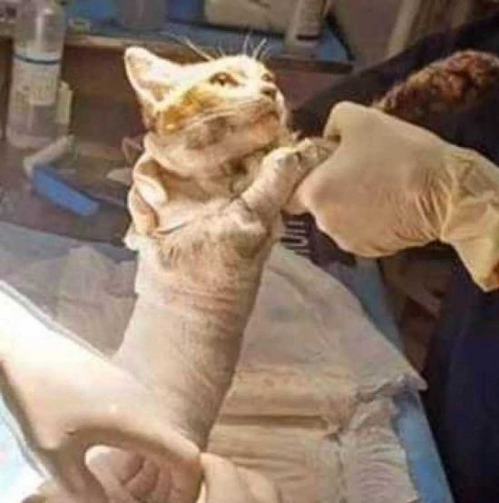 Il gatto Leone