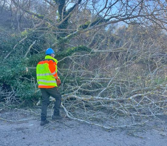 Cellere - Albero caduto per il forte vento
