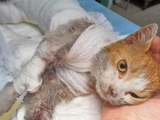 Il gatto Leone