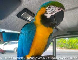 Dorian, il pappagallo scomparso a Viterbo