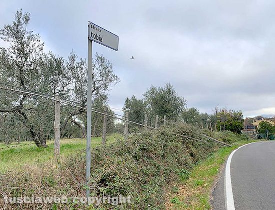 Viterbo - Pali telefonici caduti a terra a causa del vento