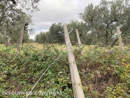 Viterbo - Pali telefonici caduti a terra a causa del vento