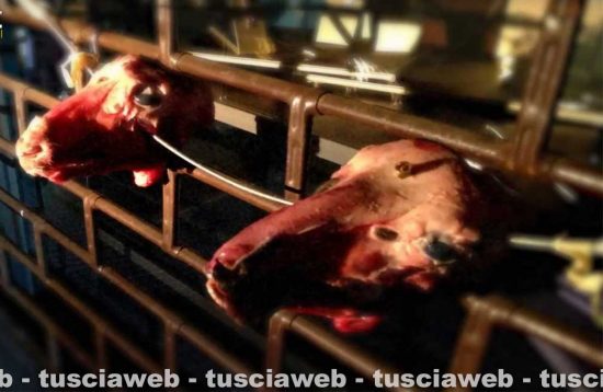 Mafia viterbese - Teste mozzate di animali usate per intimidire le vittime