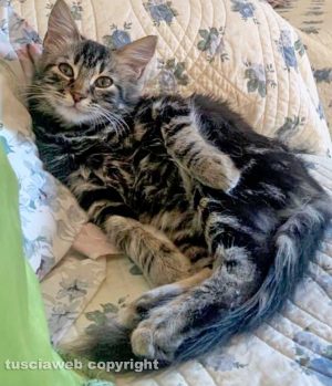 Il gatto Titti