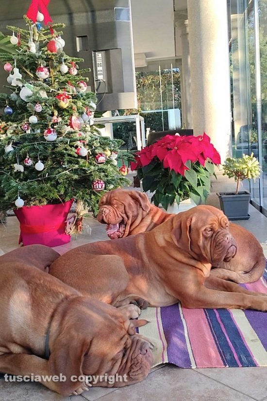 I dogue de Bordeaux di Sandra Paolucci